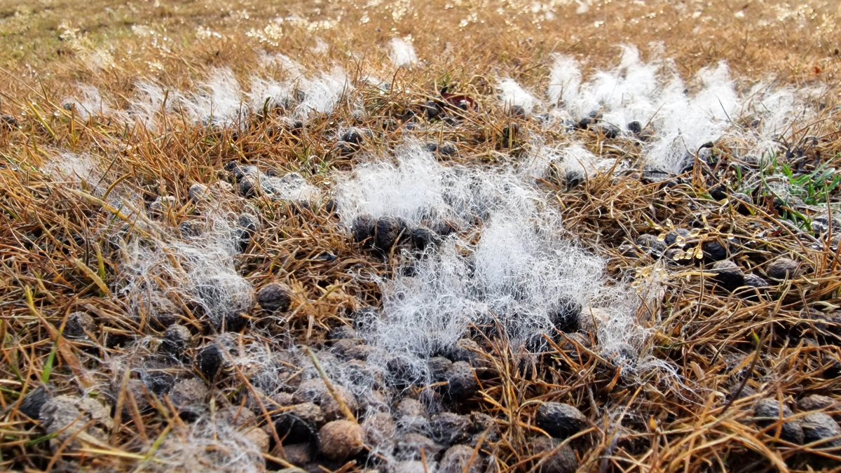AtWaG's tweet photo. The crispy dry New Forest 'Lawn' by our farm was covered this morning in fluffy down as though a duvet had spilled it's synthetic contents all over the place. Close inspection showed that each clump of fluff was associated with little piles of Rabbit poo. https://t.co/c8uapnO300