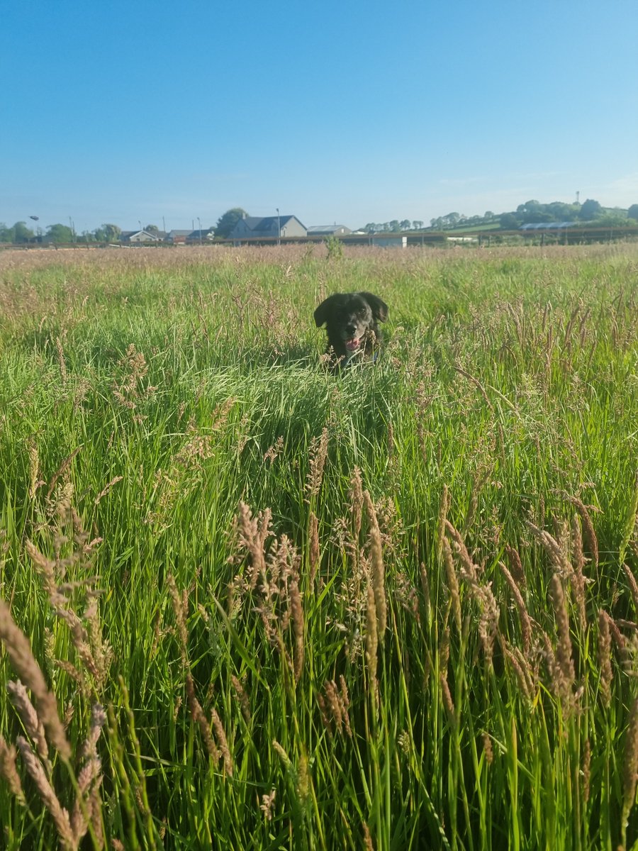 Been walking Indie here two years now. The difference in the biodiversity of plants and insects between the two years is amazing. Excited to see a 3rd year of wildflower meadow progress next summer!