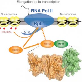 CNRS_OccitaniE's tweet image. #MinuteScience | Quelle interaction génétique et physique existe entre des machineries cellulaires aux fonctions distinctes ? @IGH_MTP

➡️  occitanie-est.cnrs.fr/fr/cnrsinfo/un…

@CNRS @umontpellier