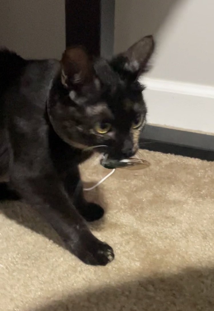 Half&Half_Madam on Twitter "Sometimes I'll catch a cicada and bring it