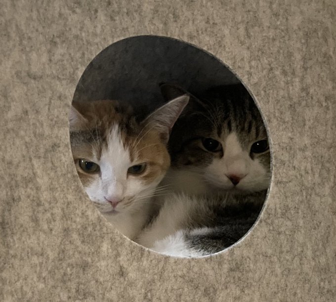 丸窓の小屋を買ったので、ネコチャンのセルフツイッターアイコンをお楽しみください。 