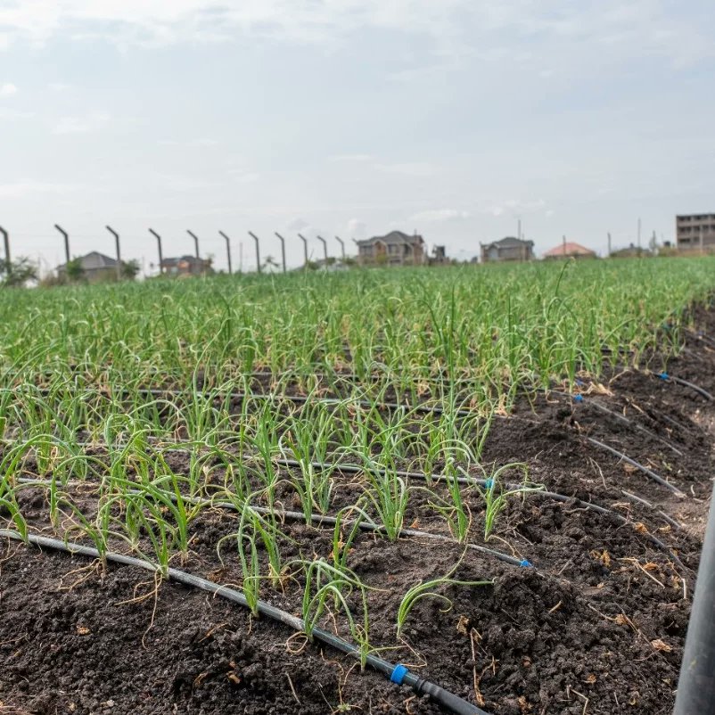 Irri-Hub KE tweet media
