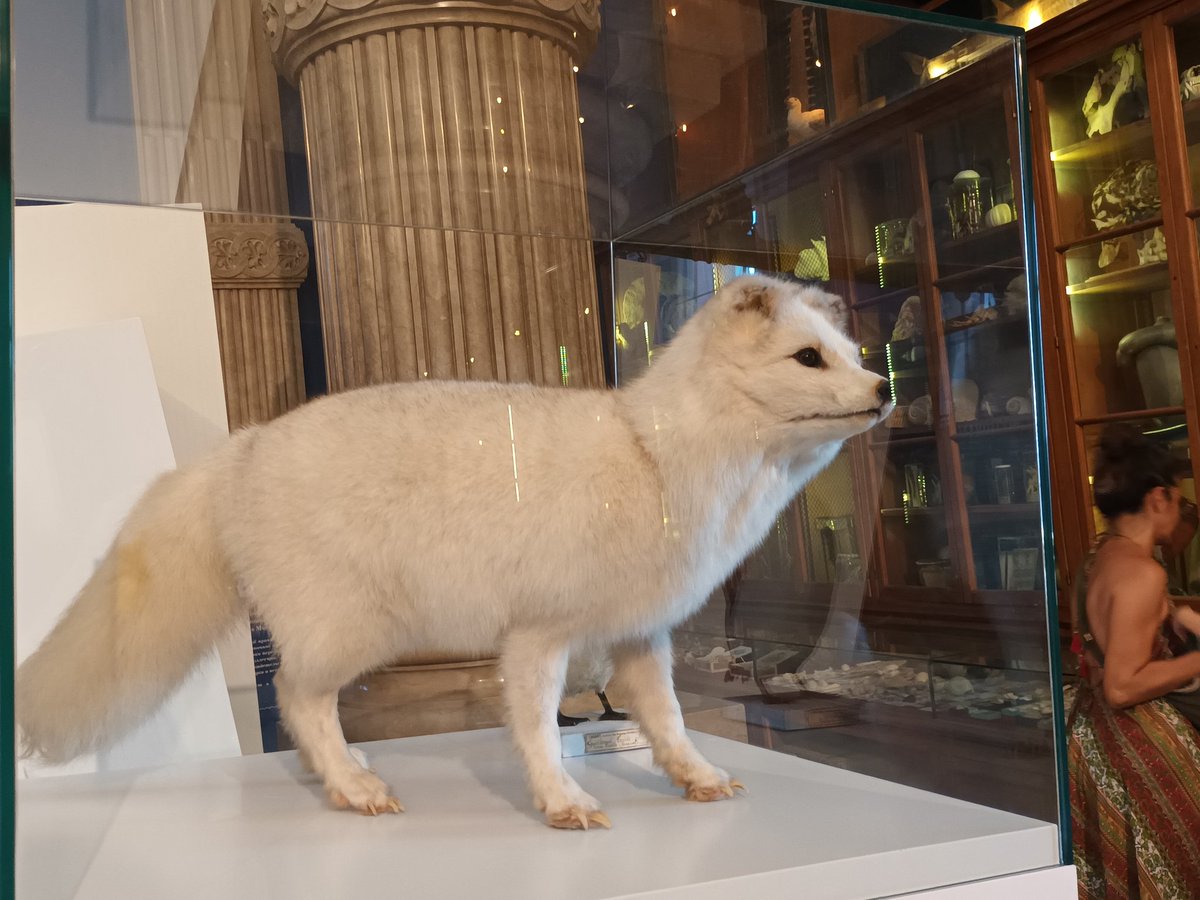 FabioPerruchet's tweet photo. 🐬 Au + 1, on est accueilli par "le plus grand cabinet de curiosités du monde marin", l'Océanomania
👨🎨 Réalisé par #MarkDion, artiste plasticien américain, il a été inauguré en 2011
🐻❄️ Au sein de l'espace, on peut admirer de chaque côté les animaux de chaque pôle https://t.co/jTHOYQyELb