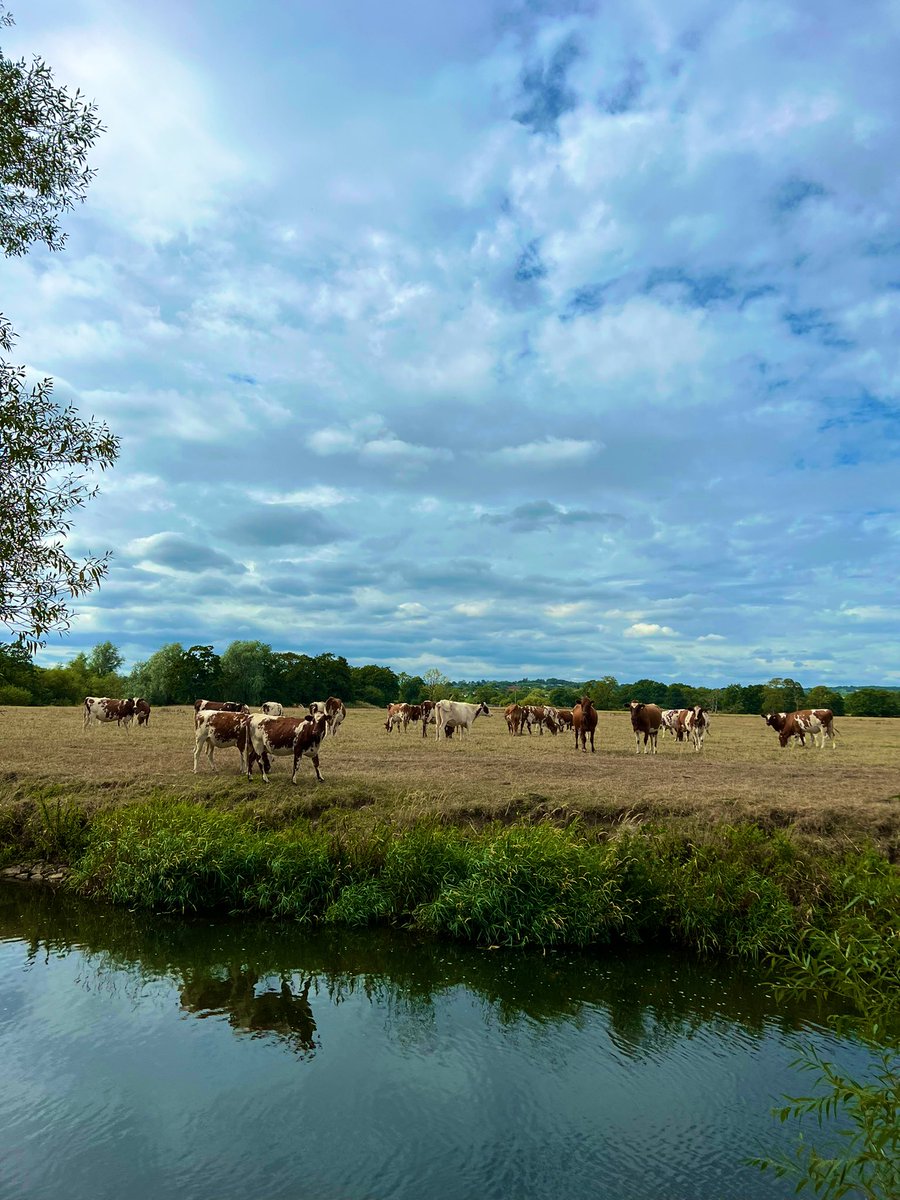 GavinNWF's tweet photo. Beautiful herd of Ayrshire’s grazing just beyond the river this morning, and my office 😍 👏🏼 #farming #ayreshire #cows #agriculture #lovefarming https://t.co/ryDWup0ErL