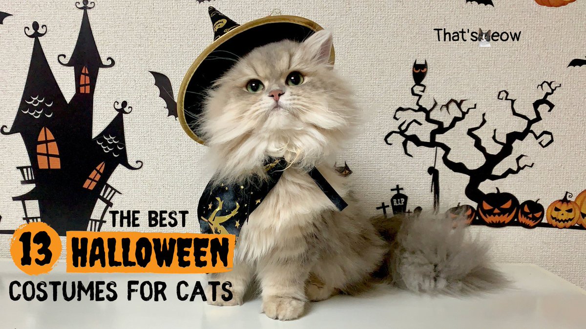 ThatsMeowBlog's tweet photo. New blog post 💻: Best Halloween Costumes for Cats 🐈 

We thought of keeping you way ahead of the carve this year! 🎃 #CatsOfTwitter #cats

Below is our selection of cute Halloween costumes that even fussy cats can wear! 🦇

https://t.co/HxA3IjBWfe

#Halloween 🦇 #Halloweencats https://t.co/bkaA8099De