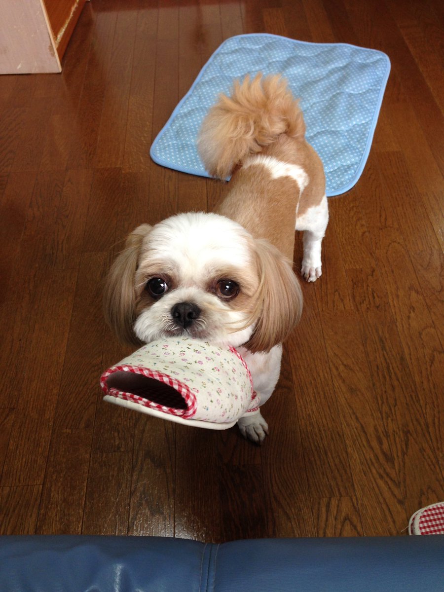 ke1mf's tweet photo. 🐶犬紹介🐶
📷1枚目冬バージョン、2枚目娘っ子に襲われ緊張バージョン
陸…最近太り気味。食いしん坊。
秀太郎…デカい！茶々丸によく似てる。
📷3枚目
故　茶々丸…秀陸の父犬。めっちゃ可愛い。（2022.8.20永眠）
📷4枚目
故　小太郎…シーズー&amp;チン。綺麗な子。 https://t.co/2SbwyIpLg5