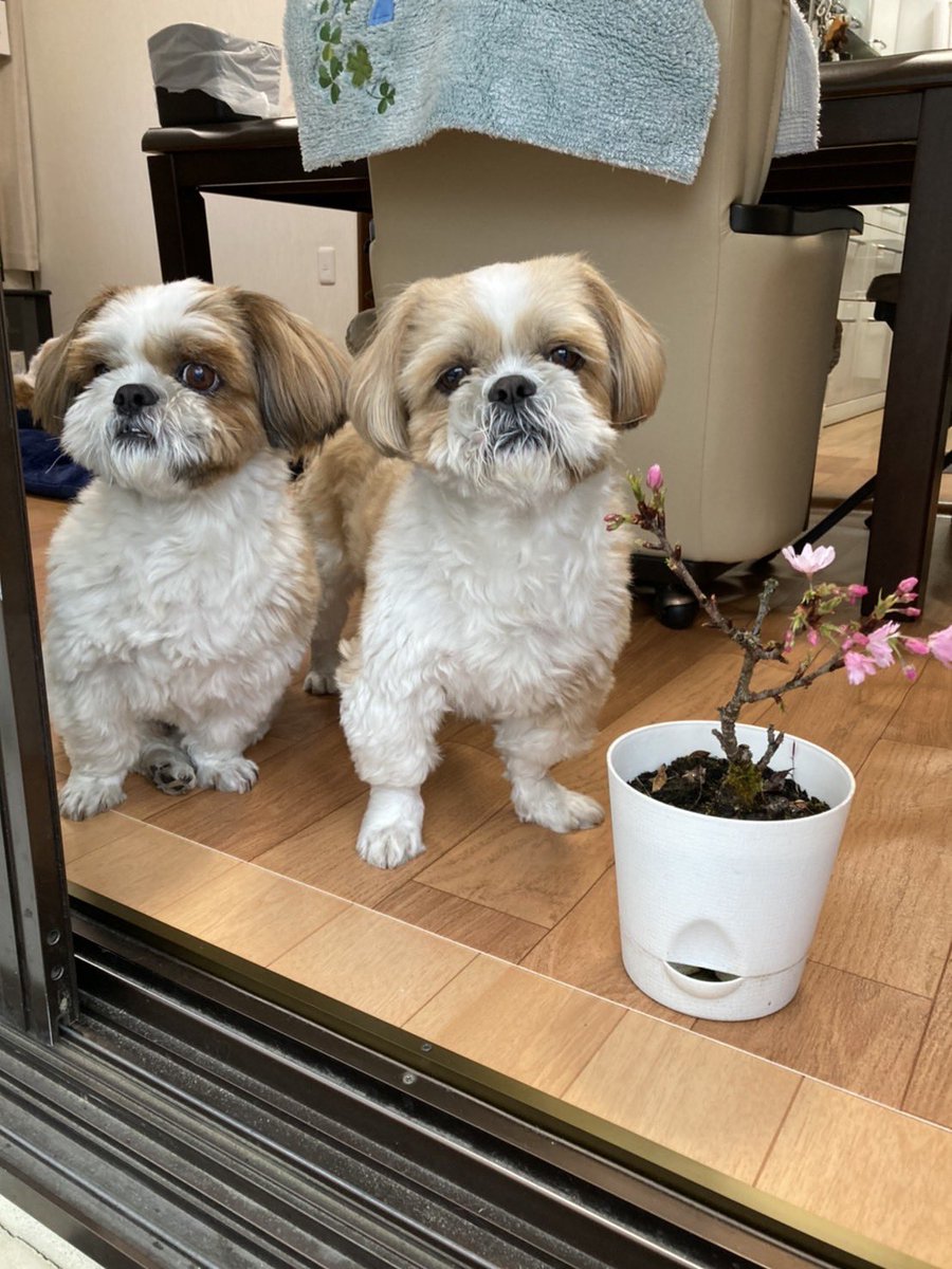ke1mf's tweet photo. 🐶犬紹介🐶
📷1枚目冬バージョン、2枚目娘っ子に襲われ緊張バージョン
陸…最近太り気味。食いしん坊。
秀太郎…デカい！茶々丸によく似てる。
📷3枚目
故　茶々丸…秀陸の父犬。めっちゃ可愛い。（2022.8.20永眠）
📷4枚目
故　小太郎…シーズー&amp;チン。綺麗な子。 https://t.co/2SbwyIpLg5
