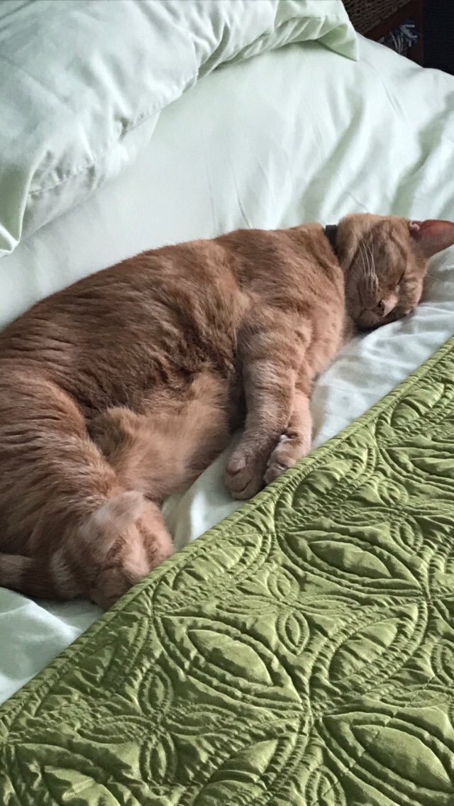 daisydiddler's tweet photo. It’s morning wake up sleepyhead 😻 https://t.co/GORupwe2sF