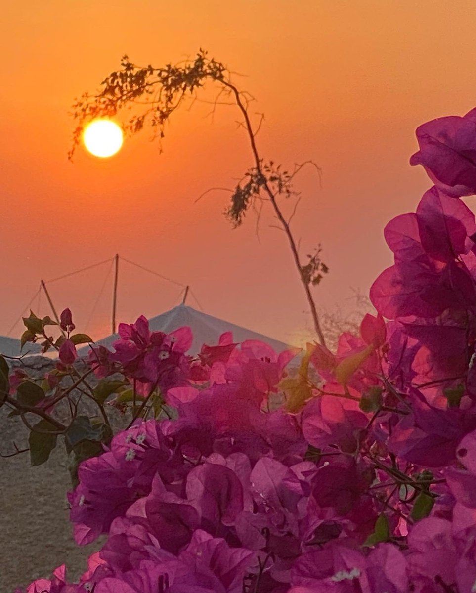 OlgaLevina9's tweet photo. Literally on top the edge of the cliff experience in Santorini/Paradise Island. Black sand lava stone formation beaches, swimming on top lava rock, breathtaking views of colorful sunsets, fresh vegetables &amp; fruits from the Island, Cycladic white/blue architecture,stone roads https://t.co/u9GokTt3lW