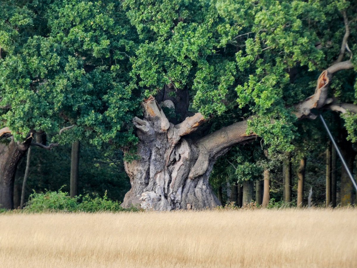 One of the many beautiful ancient Oaks in Windsor Deer Park 🌳 

#thicktrunktuesday