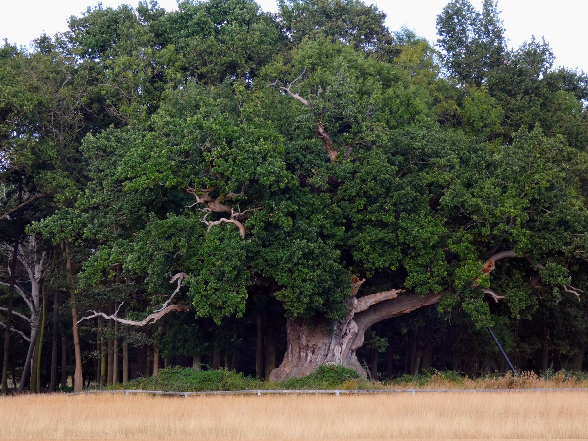 SamWalksALot's tweet photo. One of the many beautiful ancient Oaks in Windsor Deer Park 🌳 

#thicktrunktuesday https://t.co/G22TRCJEUJ