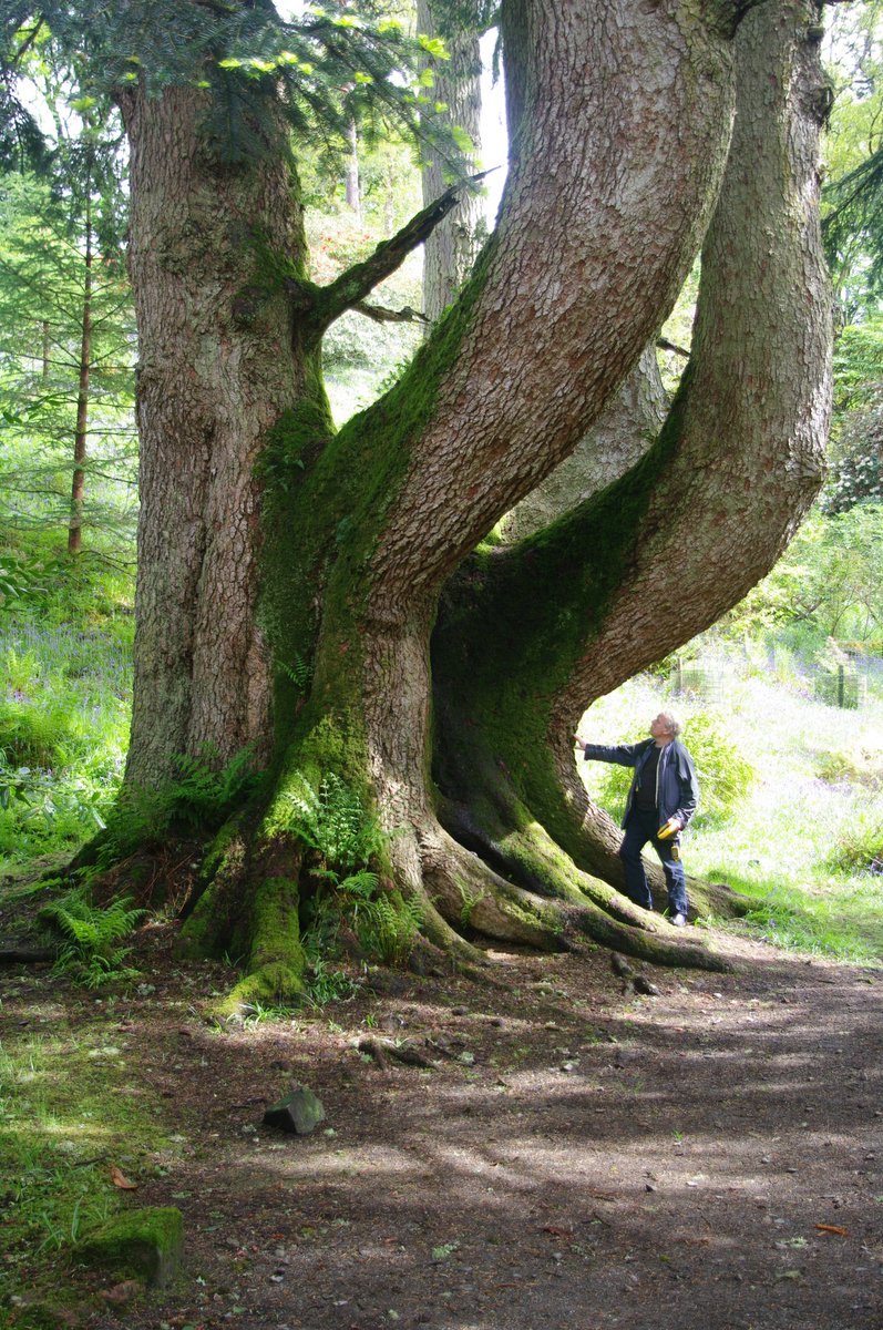 Great Lakes Fungi On Twitter RT TreeRegister The Giant Is A great-lakes-fungi-on-twitter-rt-treeregister-the-giant-is-a