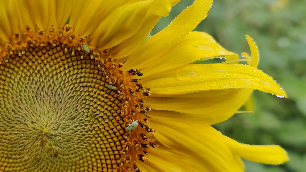 Auringonkukkapelto alkaa olemaan täydessä kukassa. Aluskasvina veriapilaa ja vähän kesäkukkia 🌻🌻 Pellon katetuotto on kehno mutta muuten kyllä ilahduttaa pörriäisiä, kyläläisiä ja viljelijää!