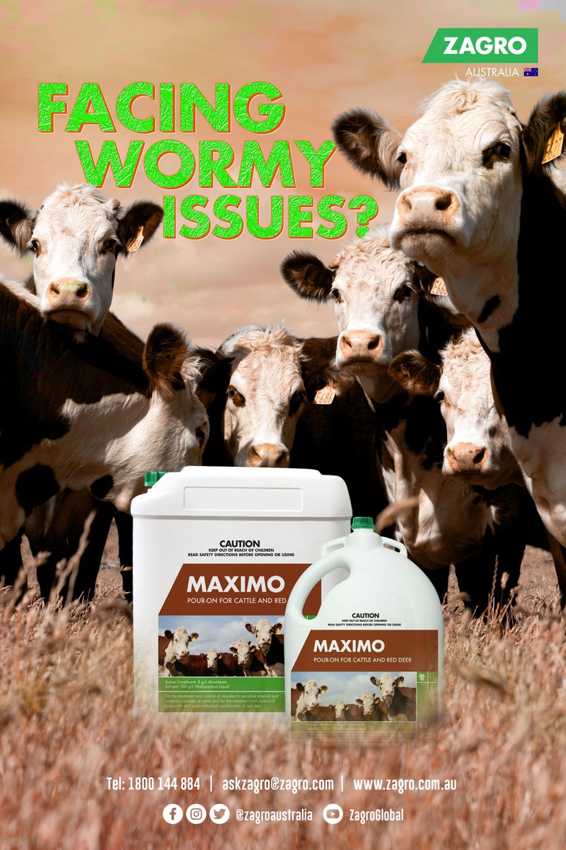 ZagroAustralia's tweet photo. The gastrointestinal tract of cattle is often infected with worms, also called stomach worms and intestinal worms. Poor nutritional management practices such as overcrowding and overgrazing allow cattle to be re-infected continuously. https://t.co/lSqoESSRHO