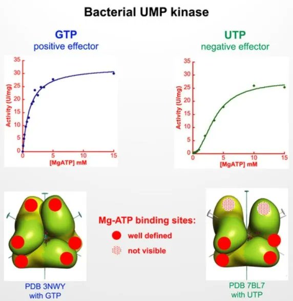 FEBSJournal's tweet image. 📄 Structural basis for the allosteric inhibition of UMP kinase from Gram-positive bacteria, a promising antibacterial target 

✒️ Hélène Munier-Lehmann et. al. @CNRS @institutpasteur 
🔗 buff.ly/3Ag63rg
#allostery #cryoEM #singleparticleanalysis #crystalstructure