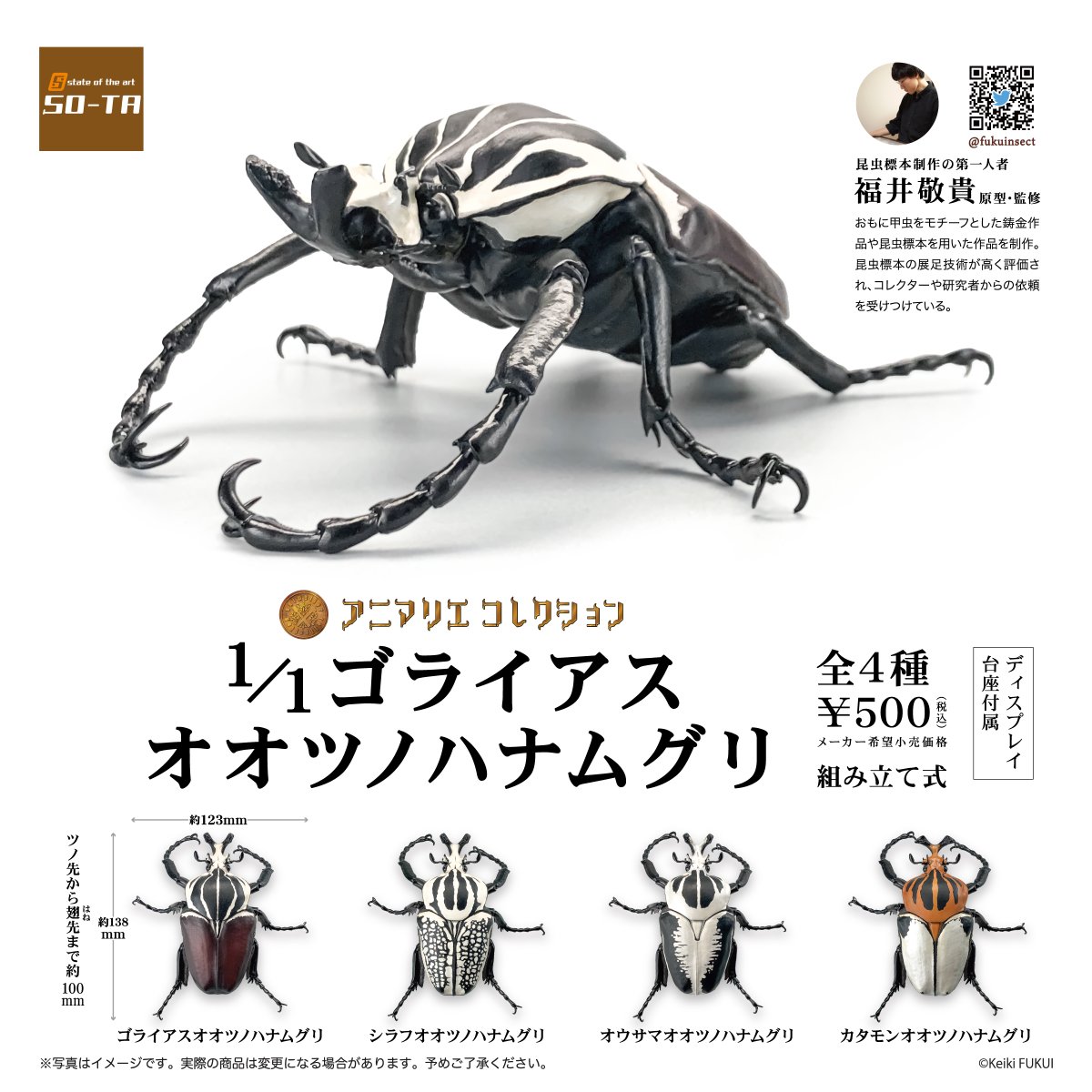 ゴライアスオオツノハナムグリ 昆虫標本 (販売ページ | 甲虫 ゴライアスオオツノハナムグリ 昆虫標本 (販売ページ | 甲虫