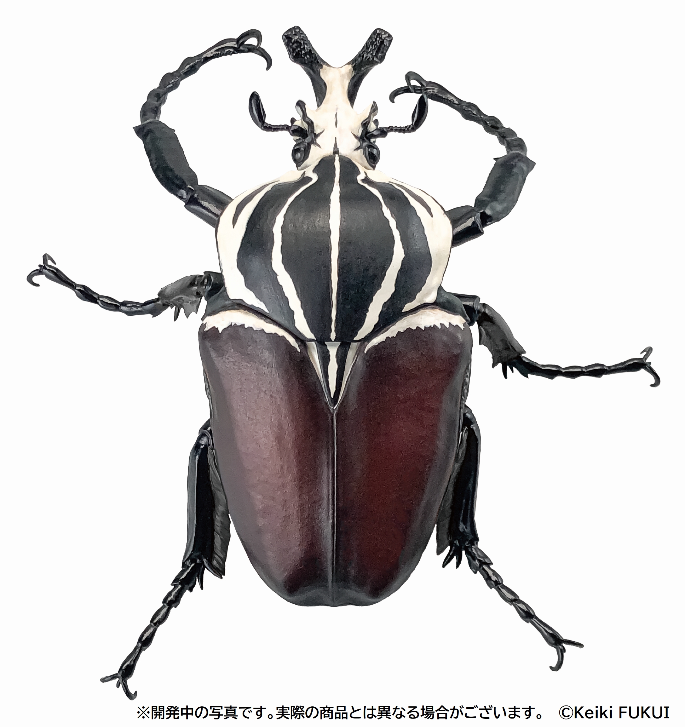 カメルーン産仮展脚ゴライアスオオツノハナムグリ　約86mm カメルーン産 仮展脚 ゴライアスオオツノハナムグリ 約91mm