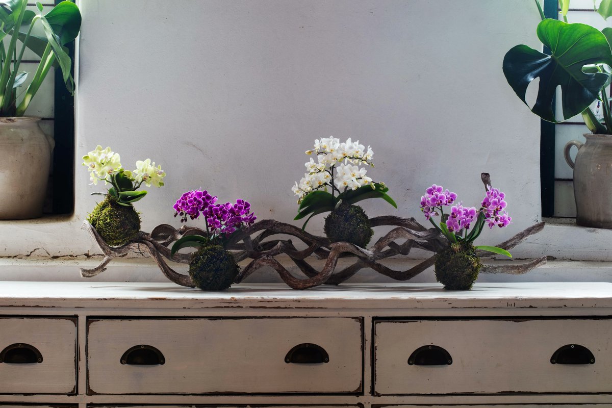 Onze TrésOr is onze kleinste schat!😍 Zo kwamen wij met het idee om de TrésOr te wikkelen in mos, waardoor de Mosbol een feit was. 😀

#ontwikkeling #innovatie #artisan #schat