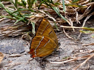 EFcountrycare's tweet photo. On the 21st July, a #ChalkhillBlue was found at #ChurchLaneLNR by Ian Watts and the next day, a #BrownHairstreak was found in #ChigwellRowWoodLNR by Darren Lee Mellis.
These #butterflies likely flew further than their natural ranges by the extreme heat that week.
@eppingforestdc https://t.co/Vw2svAPLpc