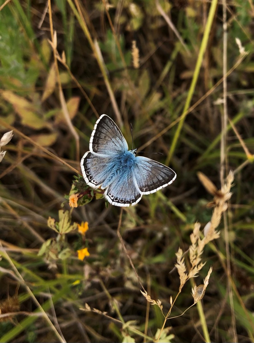 EFcountrycare's tweet photo. On the 21st July, a #ChalkhillBlue was found at #ChurchLaneLNR by Ian Watts and the next day, a #BrownHairstreak was found in #ChigwellRowWoodLNR by Darren Lee Mellis.
These #butterflies likely flew further than their natural ranges by the extreme heat that week.
@eppingforestdc https://t.co/Vw2svAPLpc