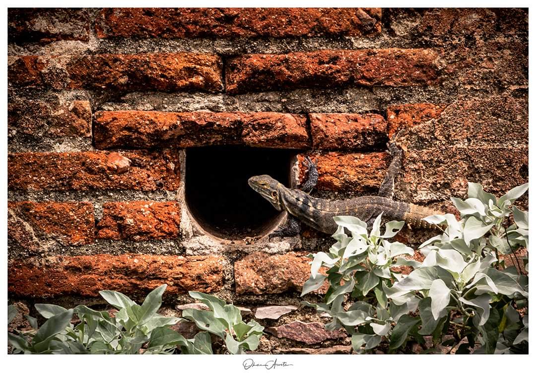 AndaresDel's tweet photo. La Iguana
#iguana #fauna #desierto #codórachi #sonora #iguanafeapadondeva #tomandosol #guarida #losandaresdelomar #acostaomar #quemeves #ramablanca #nativo #murodeladrillo #florayfauna https://t.co/CGNbm7XvwT