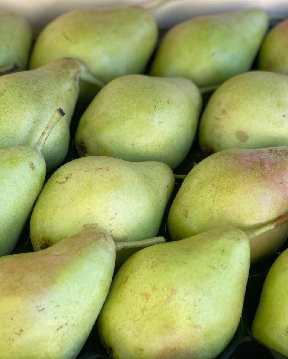 Martes con “M” de 𝗠𝗔𝗥𝗔𝗩𝗜𝗟𝗟𝗢𝗦𝗔𝗦 𝗽𝗲𝗿𝗮𝘀 🍐 𝗲𝗿𝗰𝗼𝗹𝗶𝗻𝗮𝘀 😍. Visítanos en 📍Avda. de la Verbena de la Paloma 11, Madrid y llévate esta delicia 🤤! 

mundifruit.com

#frutadetemporada #healthyfood #pera #mundifruit #peraercolina #frutadetemporada