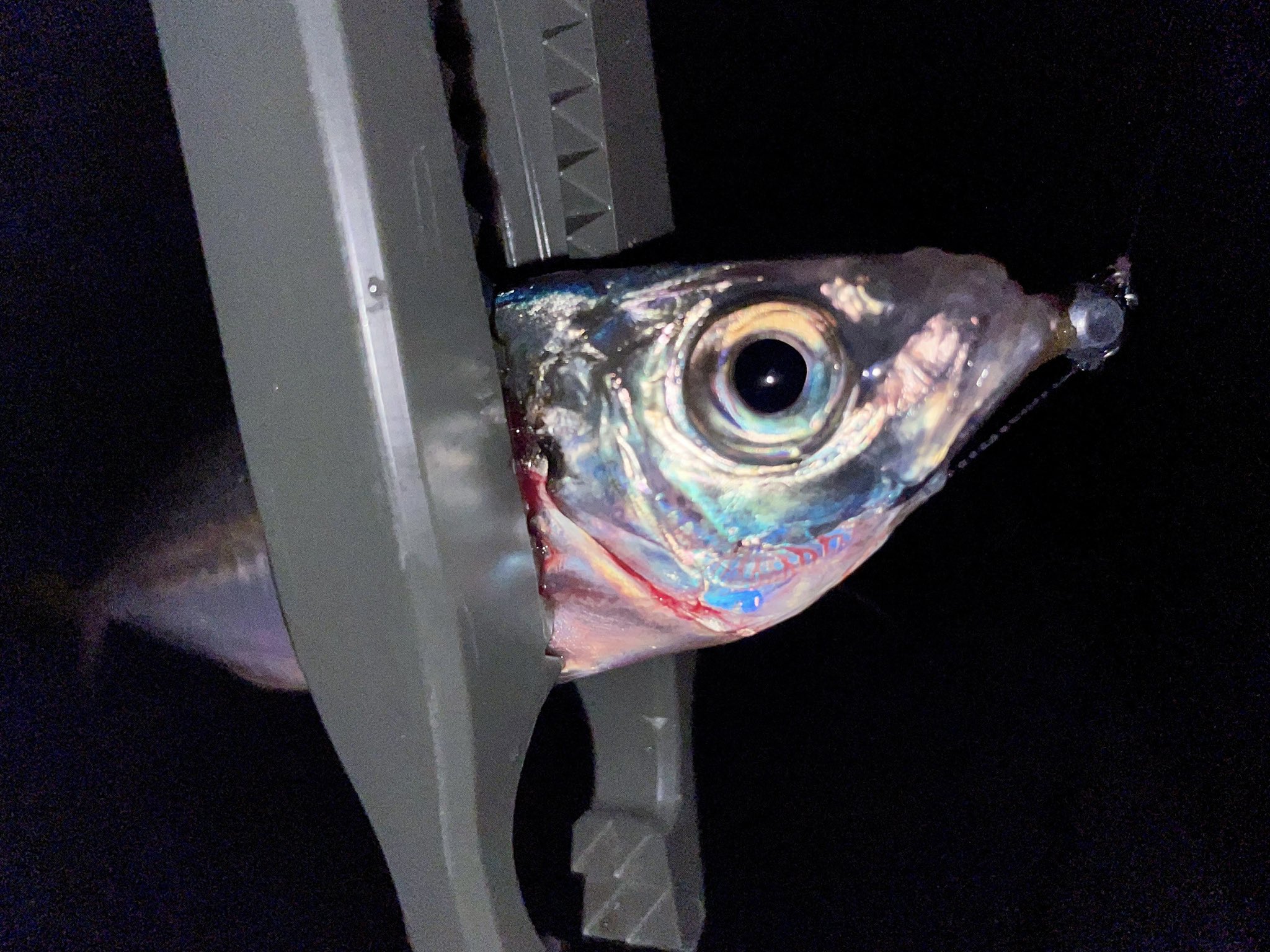 豆アジ弾丸 Twitter Search Twitter