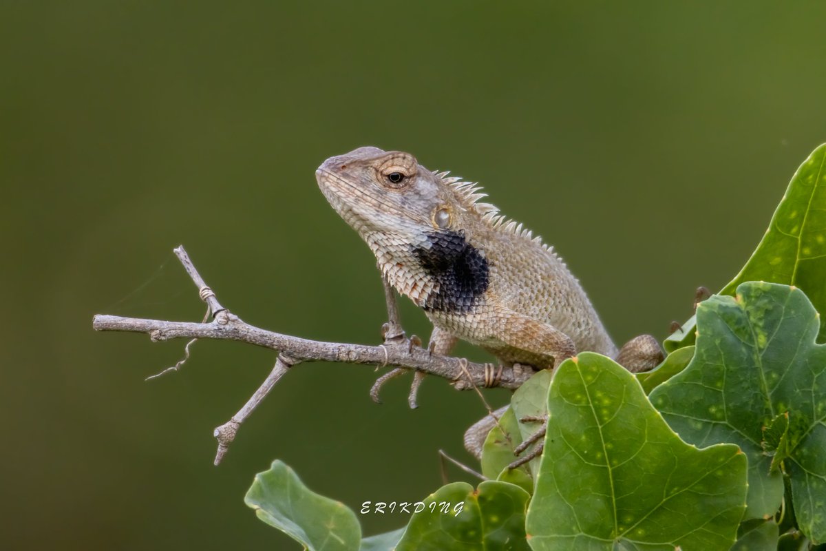 ErikDing868's tweet photo. #beardeddragon
#lizard #reptile #reptiles #reptilesofinstagram #lizardsofinstagram #lizards #reptilelover #nature #animals #animal #wildlife #beardeddragonsofinstagram #dragon #lizardlover #herpetology #beardie #bhfyp #smallanimal #smallanimalsofinstagram #photooftheday https://t.co/3wf9zRRqvp