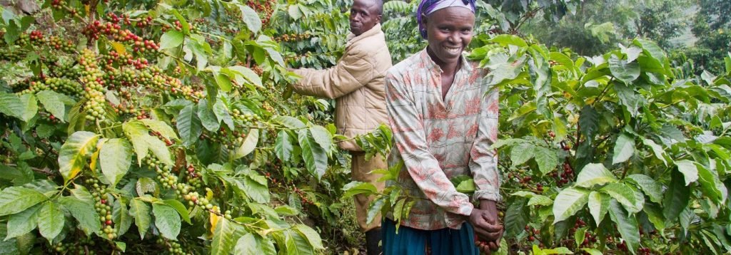 david_kuloba's tweet photo. #AgricSectorUg
However, the coffee sector has encountered challenges
for instance on the 30th of July 2022, the Elgon region experienced floods that destroyed crops including coffee fields and coffee nurseries. @BugisuCo @CoffeeUganda #UGCoffeeReport https://t.co/SQjrqA4weN