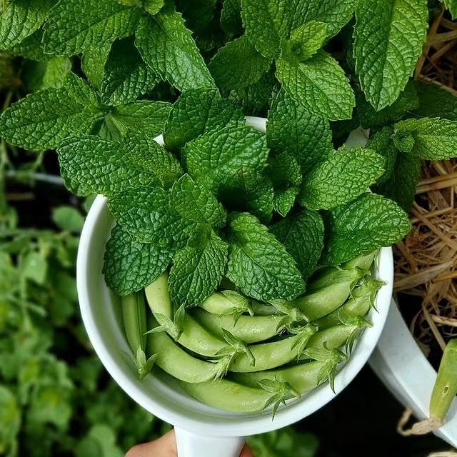 AngelaLo920920's tweet photo. #green #growlight #ledgrowlight #greenhouse #planting https://t.co/IF2Pm7x24x