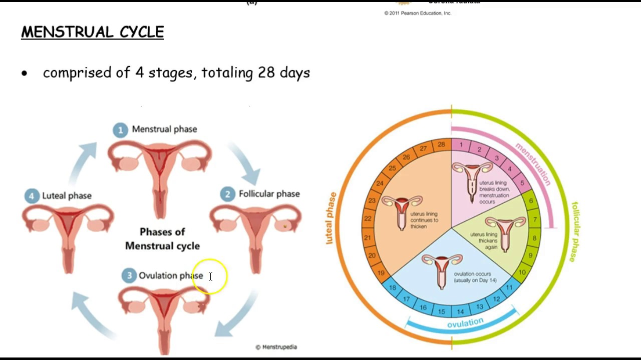 Fases periodo menstrual