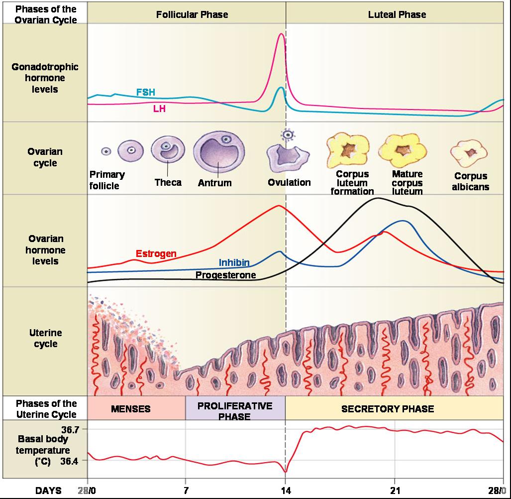 kateebashaban's tweet photo. Ovulation is the second phase and it is characterized by the release of an egg from the ovary.

Your fertile window lasts for 6 days. 5days before ovulation and 1 day after.

Ovulation lasts for 16-36hrs but the egg can only be fertilized 12 hrs after release.,..5/12 https://t.co/2GdL5LUs93