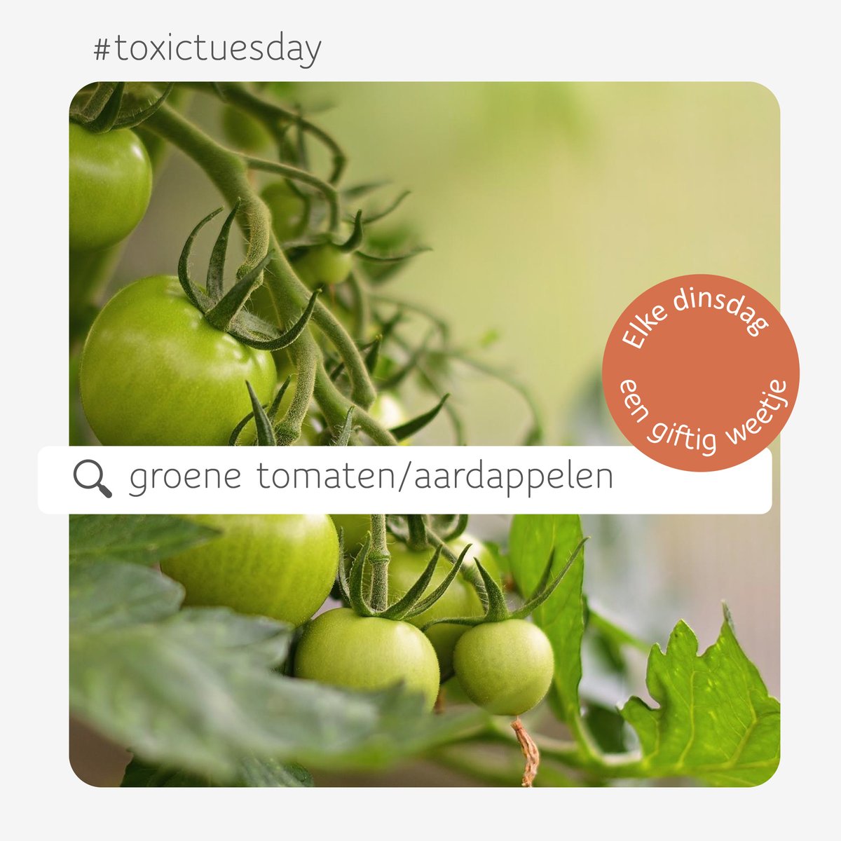Aardappelen worden geoogst en ook de tomaten zijn momenteel op hun best. Lekker, maar wist je dat je best geen groene exemplaren eet, wegens de giftige bestanddelen solanine en tomatine die erin voorkomen? 
👉bit.ly/2O2LWFx
#antigifcentrum #preventie #zomer2022 ❤️💚
