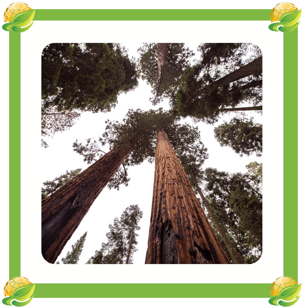 GreenActionSo's tweet photo. Trees around the world help to stabilise the climate. 

By protecting trees and encouraging tree planting, we can reduce greenhouse gas emissions and protect important habitats and ecosystems. 🌲

#greenactionkenya #climatechange #noplanetb #treeplanting #extinctionrebellion https://t.co/XumcbH1FZj