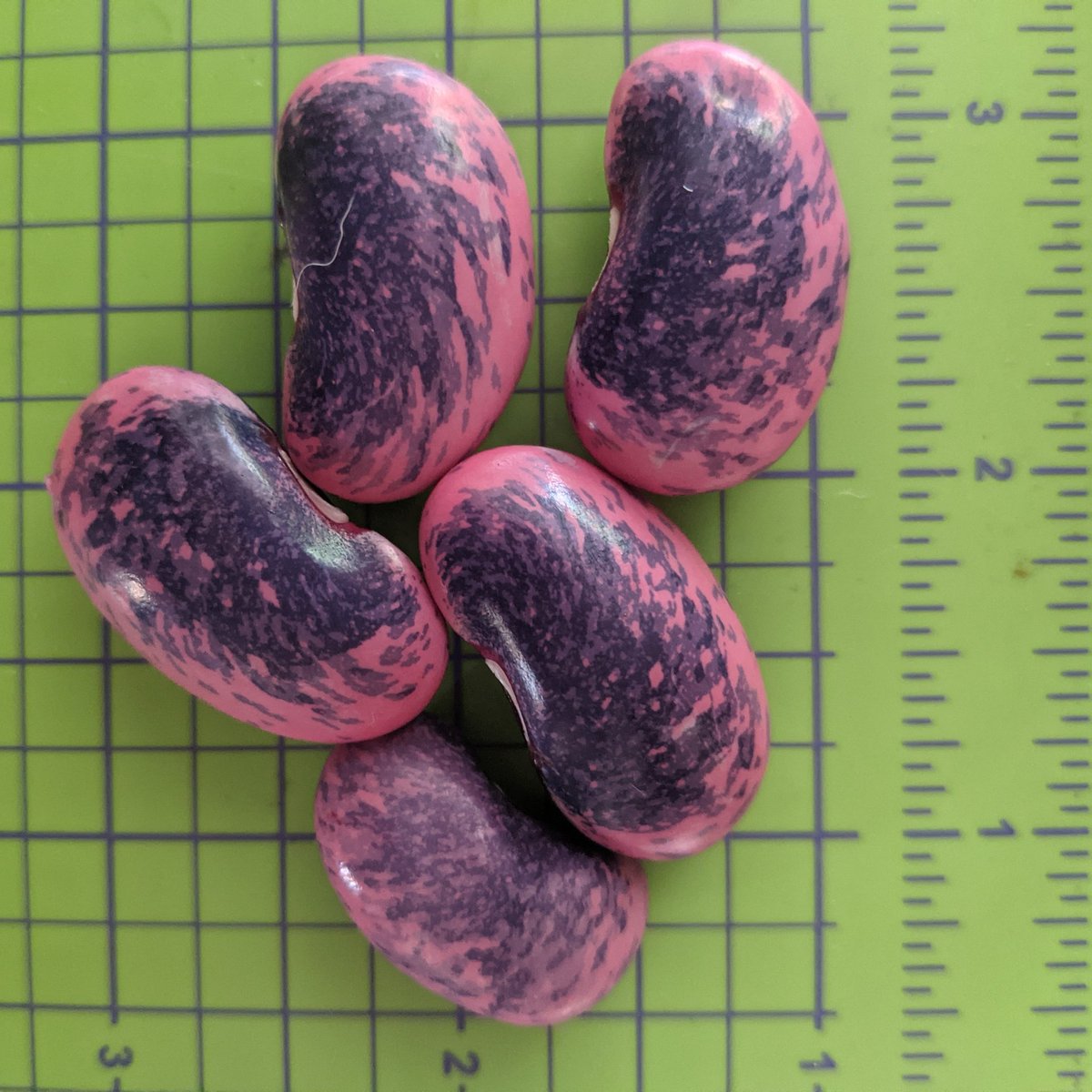 PlentyFdProject's tweet image. Bit mystified by these beans. Grew Greek Gigantes from my own saved seed - &amp;amp; appear to have a few imposters! One plant had red flowers instead of expected white, &amp;amp; these beautiful pink/purple beans the size of Gigantes but not the creamy white colour. Are they a hybrid?