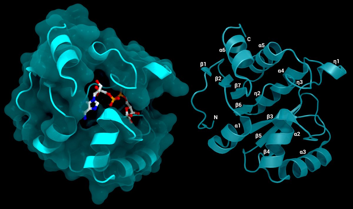 proteinimaging's tweet photo. Here you can see an other illustration we made for @ThornLab for an article entitled "The Swiss army knife of SARS-CoV-2: the structures and functions of NSP3". Representing Nsp3b macrodomain 1/ ADP-ribose-phosphatase. PDB ID: 7KQP.
#covidー19 #structuralbiology #NSP3 #sarscov2 https://t.co/BaJLlHNZZa