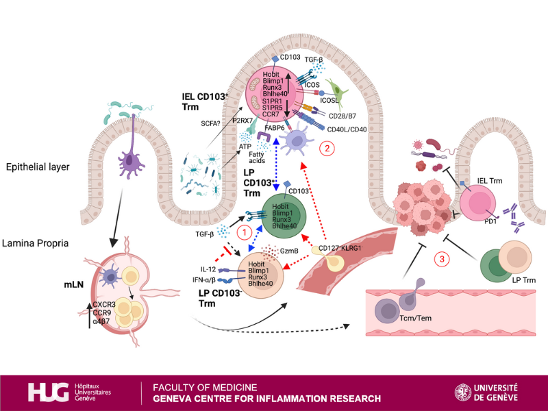 GCIR_Unige's tweet photo. Are you interested in #mucosalimmunology?
Read the #review in @EurJImmunol by @GCIR_Unige member Professor Simone Becattini!
๐ https://t.co/uNcOBBMiLu
#TissueResidentMemoryTcells #Intestinaltumor #CD8 #Immunology #Tcells
@UNIGEnews @Hopitaux_unige @snsf_ch https://t.co/UXmFzVYLfu