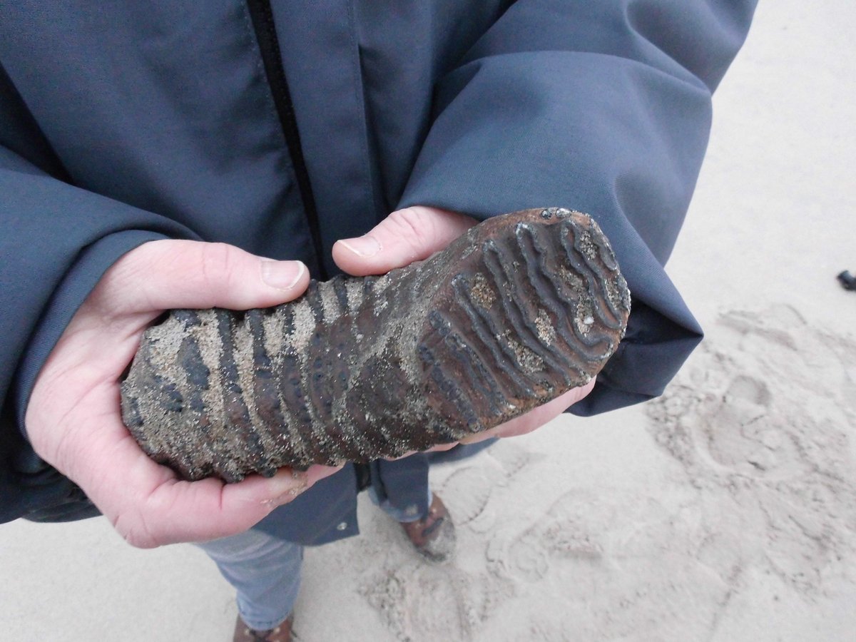 Mammoet vinden? Wie weet. Binnenkort weer een Zandmotorexcursie van de Paleobiologische Kring. Meer info op paleobiologischekring.org/homepage/?p=29…