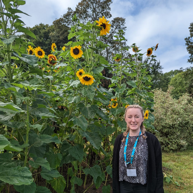 st_marg's tweet photo. 🌻Our gardener and team of volunteers have planted these beautiful sunflowers at the Taunton hospice and they seemed to have had a growth spurt this year and they are towering over the garden. How tall have your sunflowers grown this year? Let's see if you can beat ours! 🌻 https://t.co/qukNpxb4mk