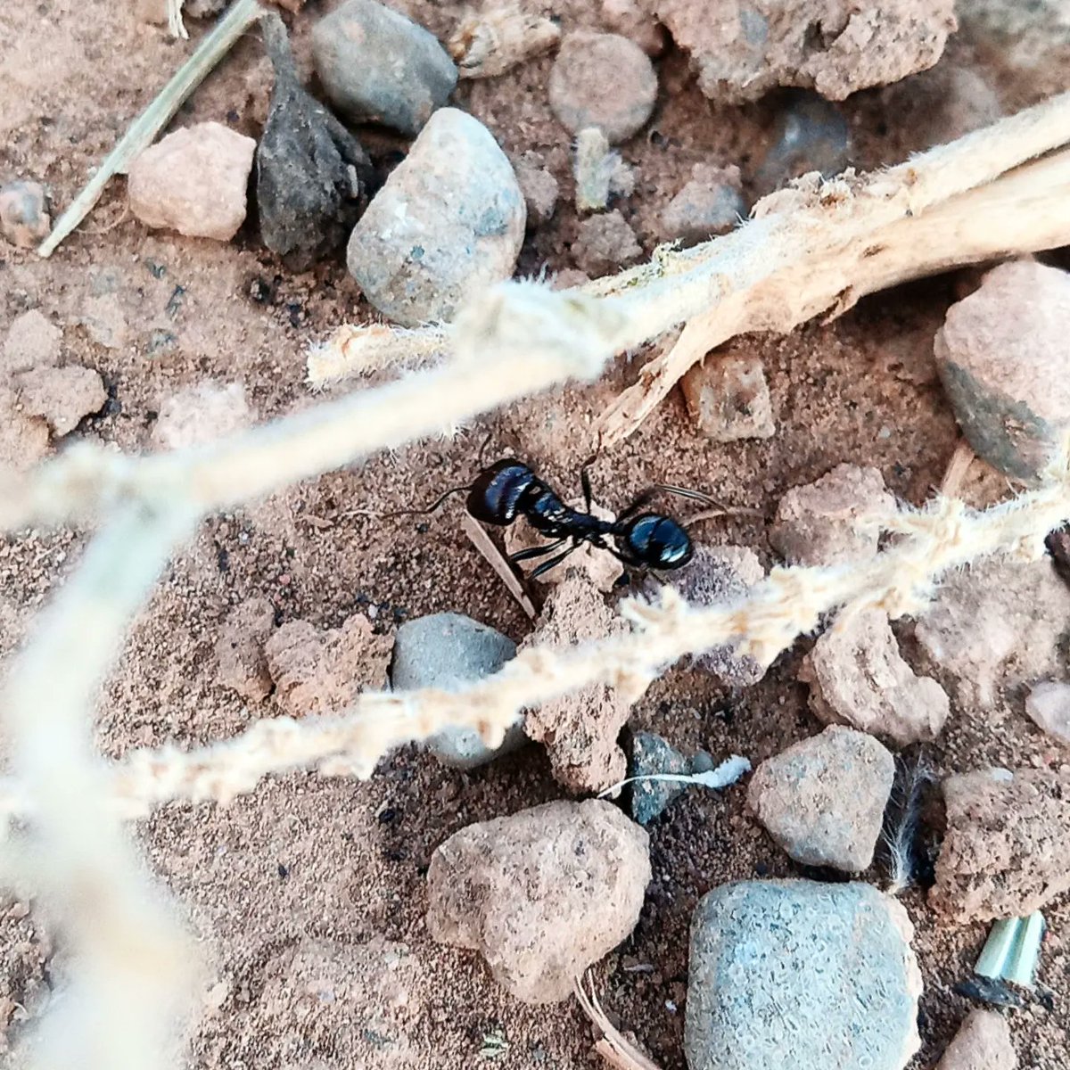 antsplan's tweet photo. Worker looks for a food source✨🐜 #hymenoptera #messorbarbarus #eusocialinsects #myrmecology #formicarium #antivity #antkeeping #hormigasibericas #workerant #mirmeecologia #antsplan https://t.co/6GwCZR8iAh