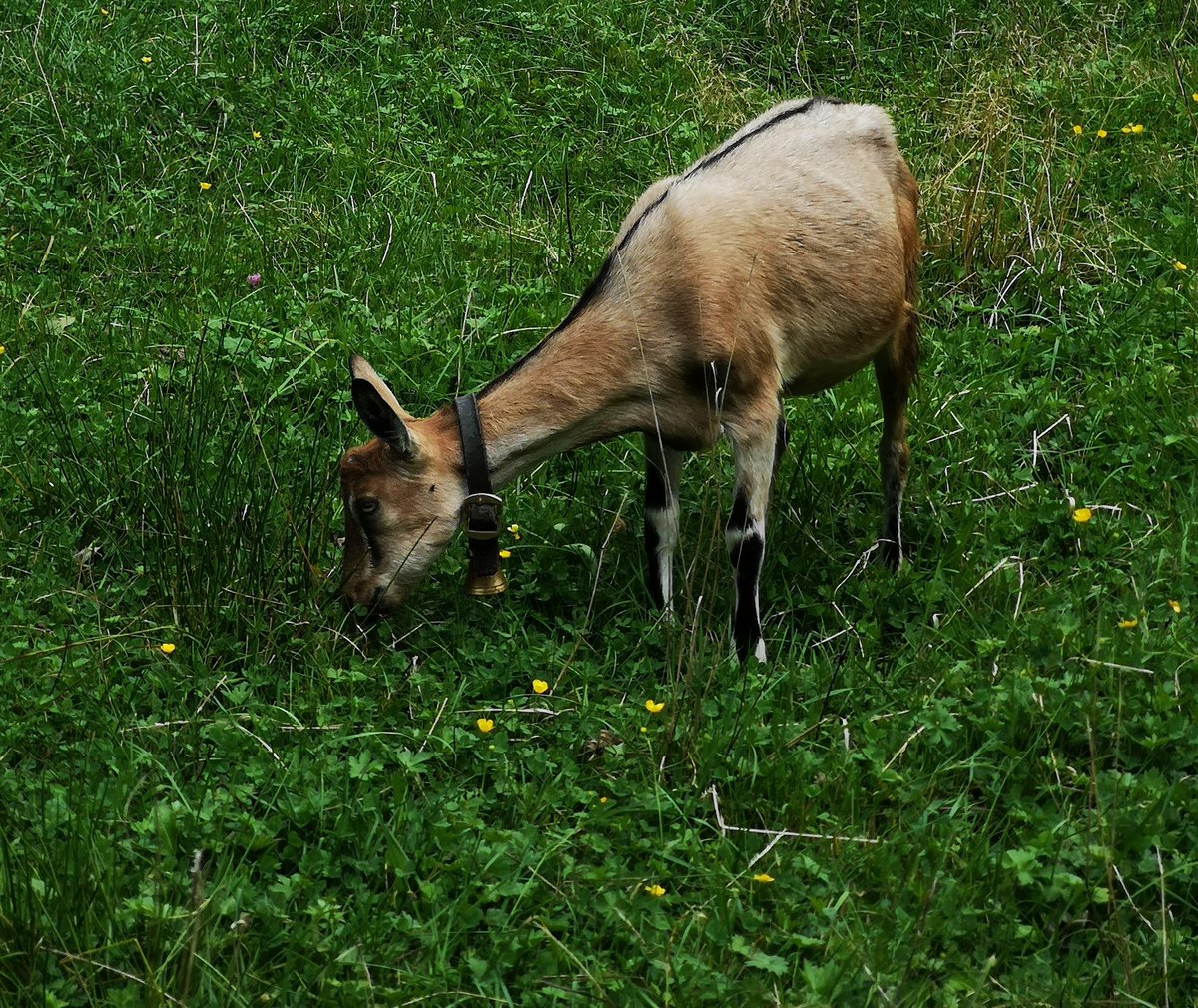 remi_677's tweet photo. Say hello to my baby 🐐💞 https://t.co/VNKGxTzrbB