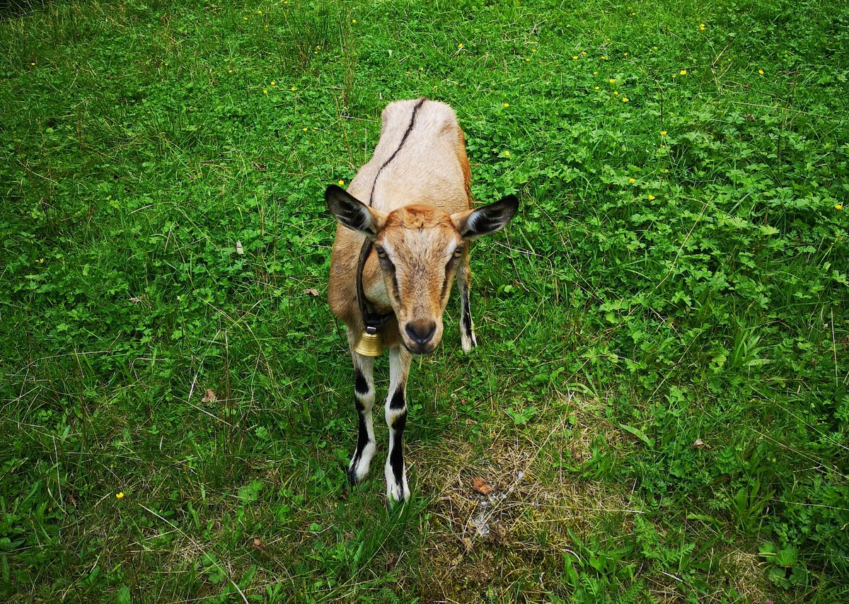 remi_677's tweet photo. Say hello to my baby 🐐💞 https://t.co/VNKGxTzrbB