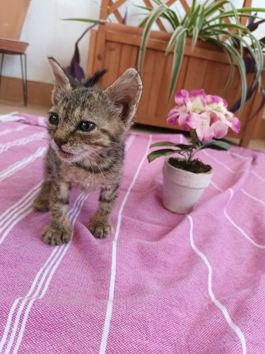 pilar_aCampos's tweet photo. Hola! Esta pequeña gatita de 1 mes está buscando un hogar que la adopte!!🙏 

La encontramos en la calle abandonada, desnutrida y en muy mal estado. Es una gatita muy cariñosa con humanos y perros, juguetona y buena. ❤

👇 Puede viajar por toda España. https://t.co/e1nr7wDTPy