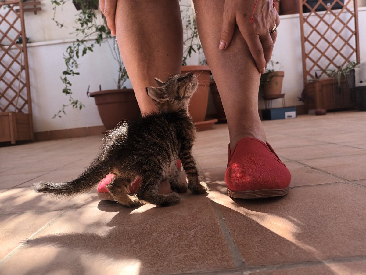 pilar_aCampos's tweet photo. Hola! Esta pequeña gatita de 1 mes está buscando un hogar que la adopte!!🙏 

La encontramos en la calle abandonada, desnutrida y en muy mal estado. Es una gatita muy cariñosa con humanos y perros, juguetona y buena. ❤

👇 Puede viajar por toda España. https://t.co/e1nr7wDTPy