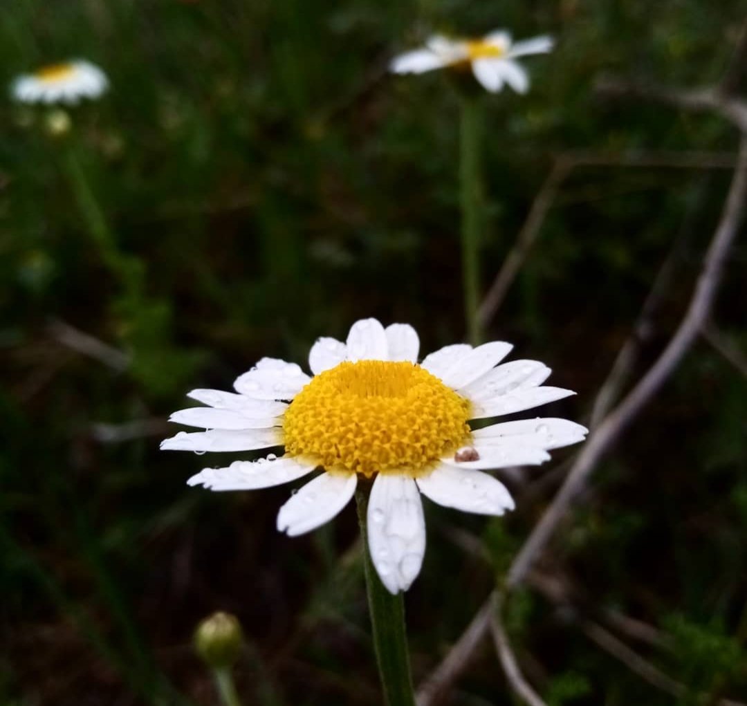 Bazı damlalara boyun bükülür....