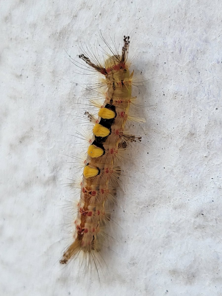 Orion Goodman (@bugstanaccount) on Twitter photo 