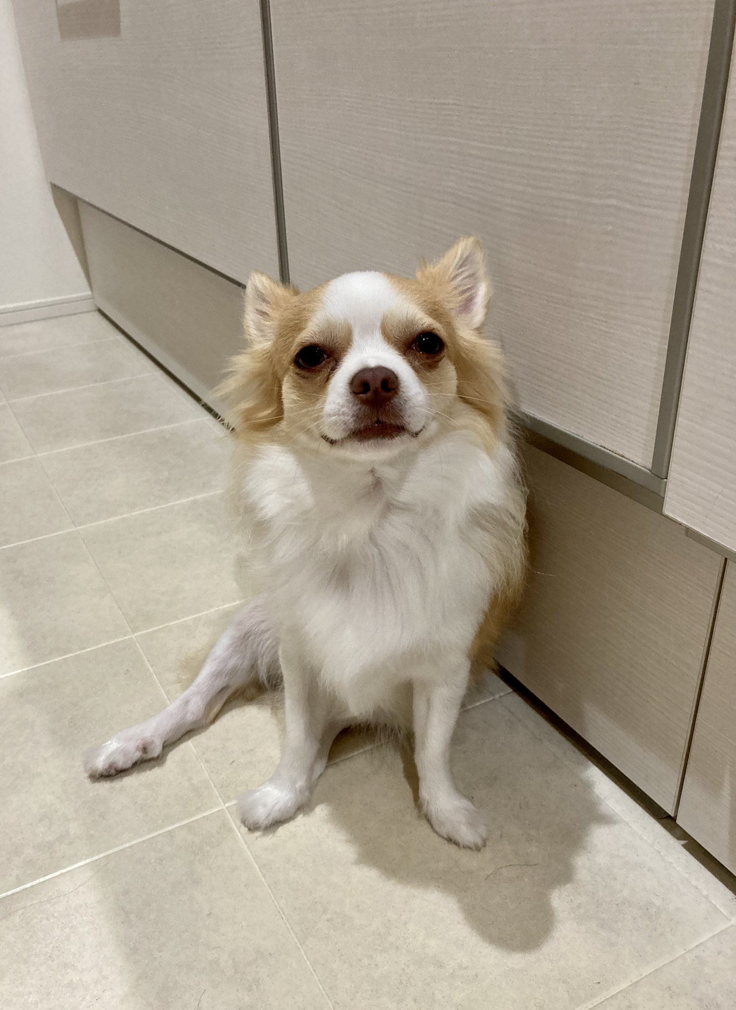 ピチピチのピーチ Pitipiti Peach3 Twitter
