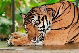 "Un tigre no pierde el sueño por la opinión de las ovejas".
Proverbio asiático
#Fuedicho