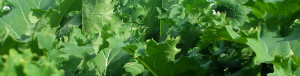 LGSeedsUK's tweet photo. Looking for some FAST food for autumn grazing?

Interval rape/kale hybrid is the ultimate fast growing cover provider 

 learn more 👉 https://t.co/QzcDDl0fho

#autumngrazing #homegrownforage https://t.co/DSUS8e2CGS