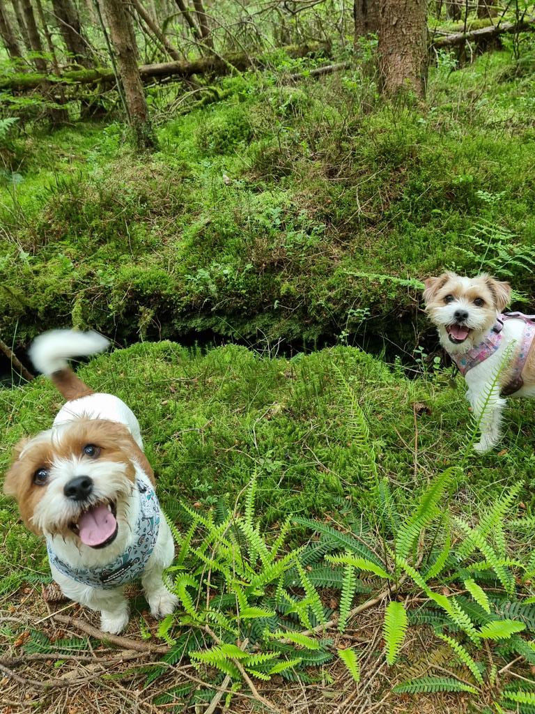 Happy #tongueoutTuesday everyone! #dogsoftwitter